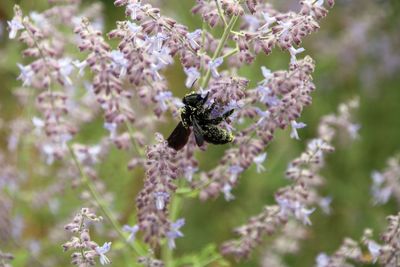 Close-up of bee pollinating on flower