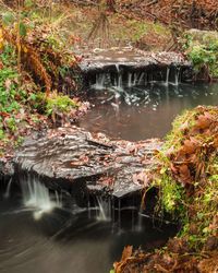 Scenic view of lake in forest