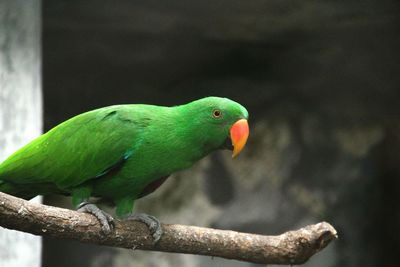 Close-up of parrot perching on branch