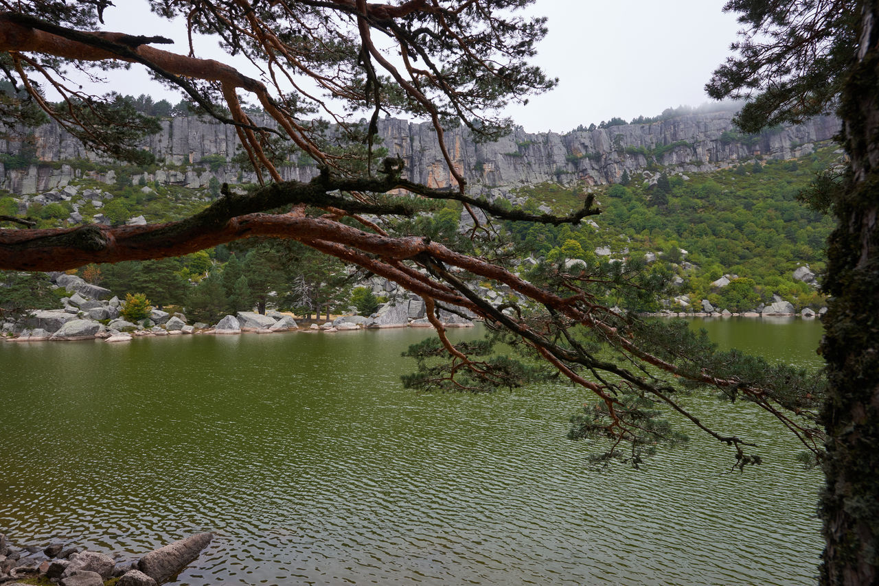 SCENIC VIEW OF LAKE IN FOREST