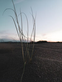 Close-up of stalks in field against sky during sunset