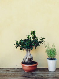 Potted plant against wall