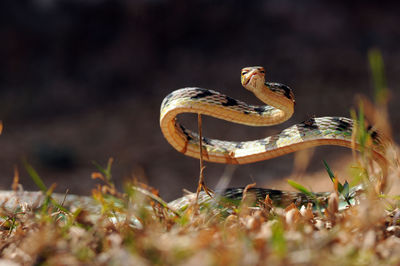 Vine snake, whip snake, ahaetulla nasuta, green snake