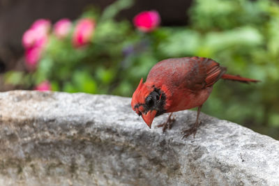 Close-up of a bird on rock