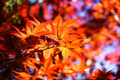 Close-up of maple leaves on plant