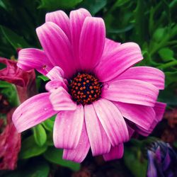 Close-up of pink flower