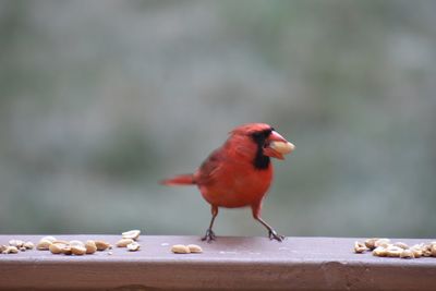 Close-up of bird perching