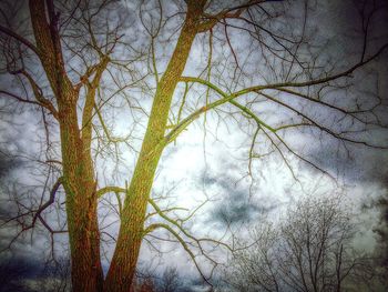 Low angle view of bare trees against sky