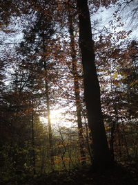 Sunlight streaming through trees in forest