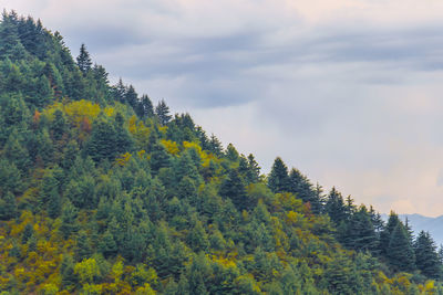 Scenic view of pine trees against sky
