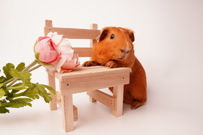 Close-up of stuffed toy against white background