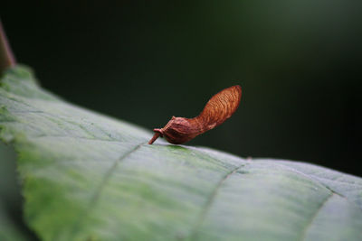 Close-up of dry sycamore seed on leaf