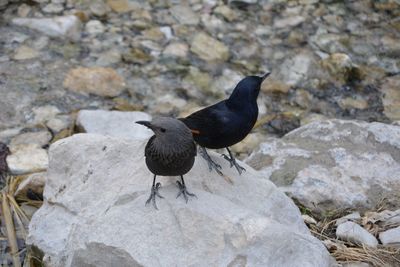 Close-up of bird perching on rock