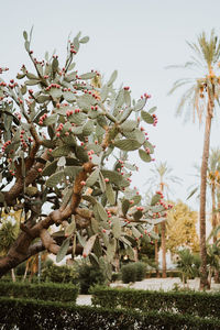 Low angle view of plants against sky