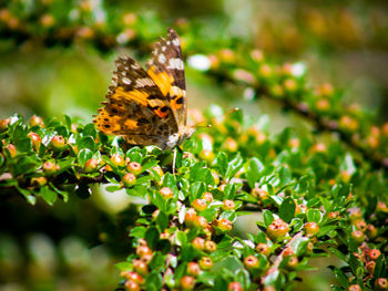 Close-up of butterfly pollinating on flower