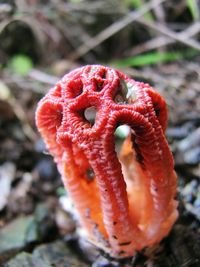 Close-up of red flower