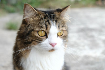 Close-up portrait of a cat