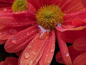 Close-up of red flower