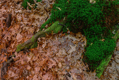 Dried oak leaves and moss in the forest