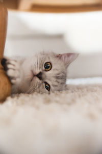 Portrait of kitten relaxing at home