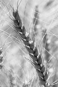 Close-up of wheat