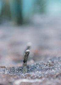 Close-up of butterfly on the road