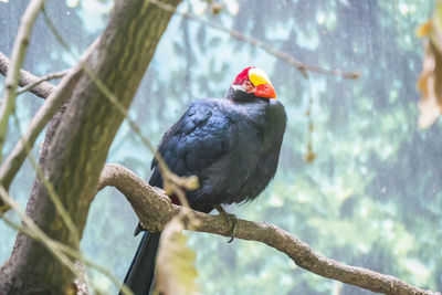 Close-up of bird perching on branch