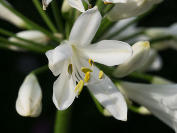 Close-up of white flowers blooming outdoors