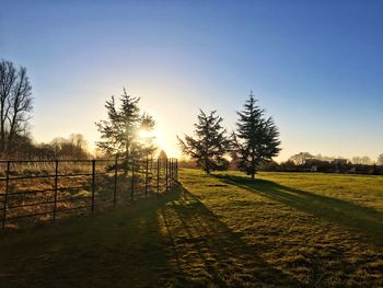 Trees on field against clear sky