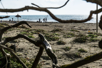 Close-up of driftwood on beach