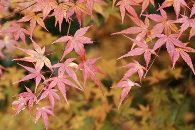 Close-up of maple leaves