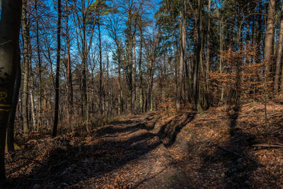 View of trees in forest