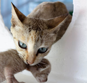 Close-up portrait of cat