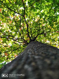 Close-up of tree trunk