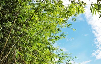 Low angle view of trees against sky
