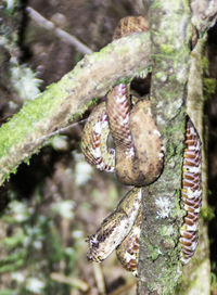 Close-up of lizard on tree trunk