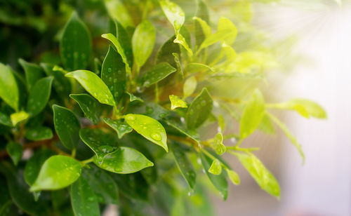 Close-up of fresh green leaves