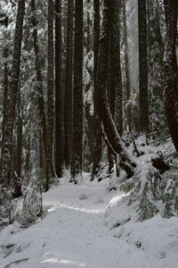 Trees growing in snow covered forest