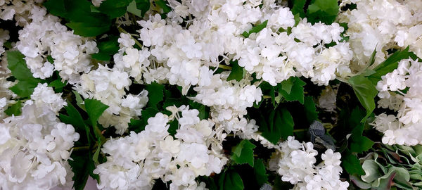 Close-up of white flowering plants