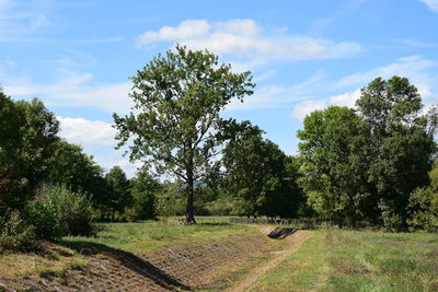 Trees on field against sky