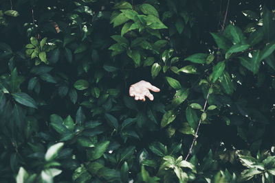 Cropped hand amidst plants