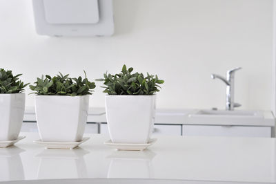 Close-up of potted plant on table at home