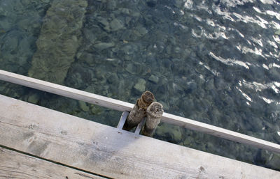 High angle view of monkey on railing