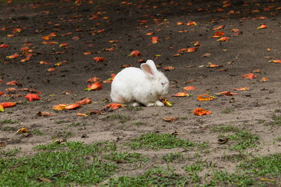 White rabbit relaxing on field