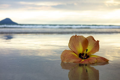 Close-up of water on beach by sea against sky