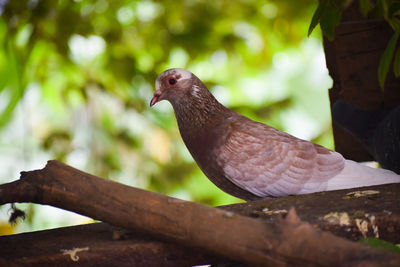 Close-up of bird perching on branch