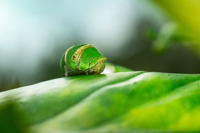 Close-up of insect on leaf
