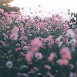 Close-up of pink flowering plant on field