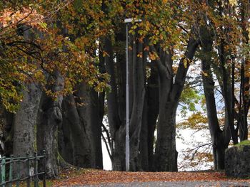 Trees growing in forest during autumn