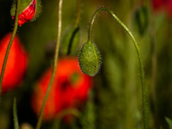 Close-up of red flowering plant